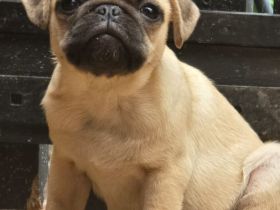 Wir haben unsere 2.Impfung bekommen ❤️ Auzugsbereite liebevolle Retro Mops Welpen