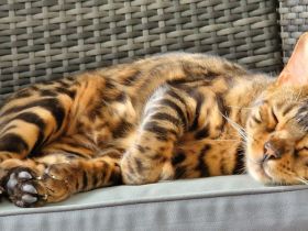 Reinrassiger Bengalkater Pablo sucht ein liebevolles Zuhause