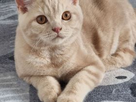 Britisch Kurzhaar Kitten mit Stammbaum Bkh Reinrassig Katze