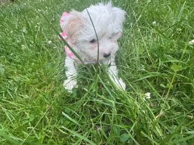 2 Lieblings Hunde 🐕 verkaufen Rasse Shih-Tzu