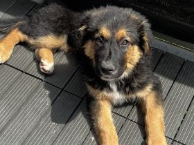 Schäferhund-Mix Hündin sucht ein liebevolles Zuhause