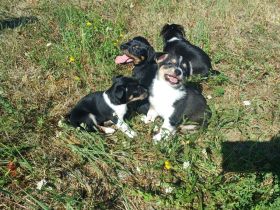 Zwergpinscher Mix Welpen
