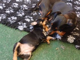 Zwergpinscher Mix Welpen