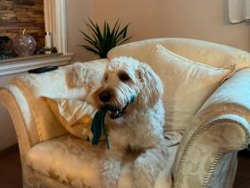 Welpen Golden Doodle F1bb