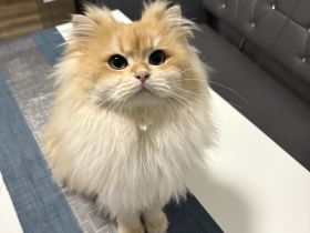 BLH Deckkater