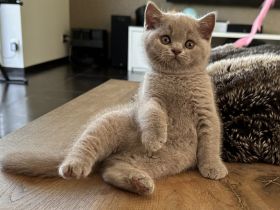 Britisch Kurzhaar Kitten mit Stammbaum