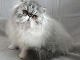 Wunderschöne Perserkatzen