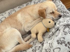 Skylar sucht ein ruhiges Zuhause