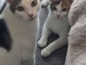 Liebevolles Zuhause für schüchternes Traum-Duo gesucht