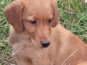Golden Retriever - Labrador Mix Rüde