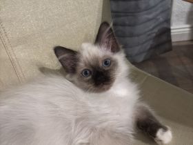 Heilige Birma, wunderschöne Katzenbabys