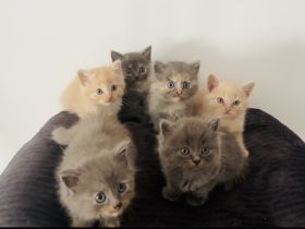 6 BKH süße kitten sind  bereit Ihr Nestchen zu verlassen