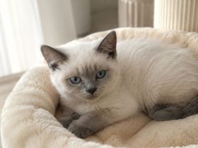 Bkh kitten 12+16 Wochen alt