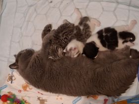 Drei supersüße Kuschelbärchen suchen ein liebevolles Zuhause!