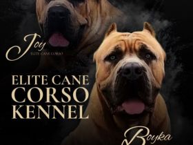 Cane corso welpen