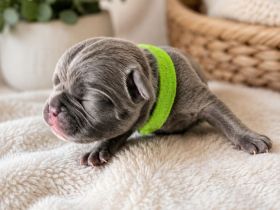 Französische Bulldoggen Welpen