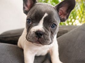 Französische Bulldoggen Welpen