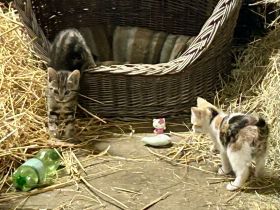 Katzen - Kitten