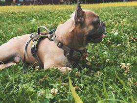 Französischen Bulldogge