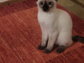 Supersüßer Siamkitten (1 männl. und 1 weiblicher) abgabebereit