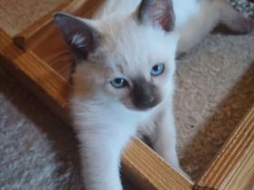 Supersüße Siamkitten