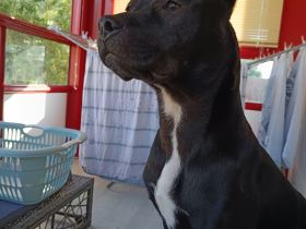 American Bully Mix