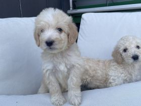 Labradoodle Welpen