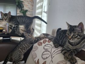 Europäische Kurzhaar Kitten zu verkaufen (4 Monate alt)