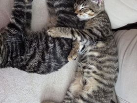 Europäische Kurzhaar Katzen zu verkaufen.