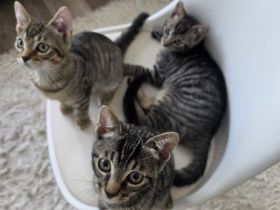 Europäische Kurzhaar Kitten zu verkaufen (4 Monate)