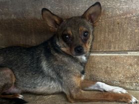 Peanut - Rüde - geb. 01/2024 - 33 cm