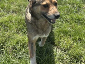 Kiara - Hündin - geb. 01/2019 - 55 cm