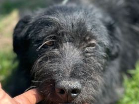 Bobby - Rüde - geb. 01/2022 - 35 cm