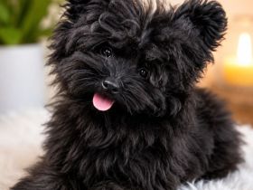Süßer Pomapoo-Rüde sucht liebevolles Zuhause