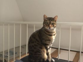 Liebevoller reinrassiger Bengal Kater sucht neues Zuhause