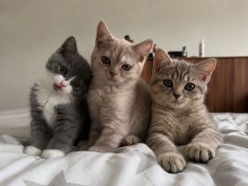 Wunderschöne Britisch Kurzhaar & Britisch Kurzhaar Mix Kitten suchen ein liebevolles Zuhause
