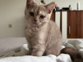 Wunderschöne Britisch Kurzhaar & Britisch Kurzhaar Mix Kitten suchen ein liebevolles Zuhause