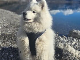 Über Aisa freundliche Samojedenhündin