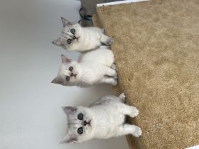 Reinrassige BKH Kitten mit blauen Augen