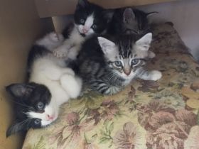 Main Coon Mischlinge