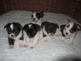 Chihuahua Welpen