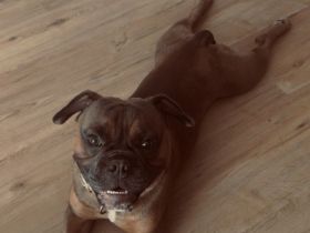 Französische Bulldogge Pocket old englisch Bulldogge