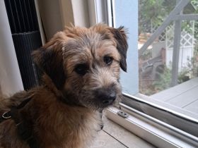 Penny, kleine Mischlingshündin, sucht ihr Zuhause