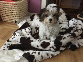Wunderschöne Biewer-Terrier-Welpen suchen ein liebevolles Zuhause