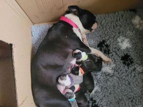 Boston-Terrier-Welpen