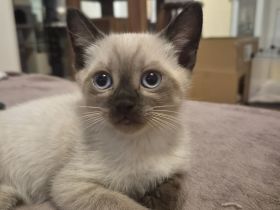 Zauberhafte Siam BKH Kitten