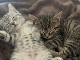 BKH Kitten