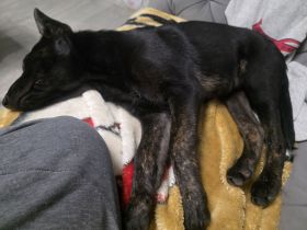 Malinois Hündin 18 Wochen
