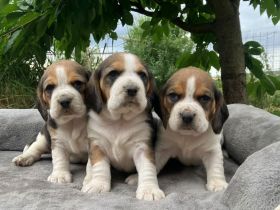 knuffige reinrassige tricolor Beagle Welpen suchen ab dem 28.August eine liebes neues zu Hause