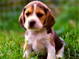 knuffige reinrassige tricolor Beagle Welpen suchen ab dem 28.August eine liebes neues zu Hause